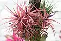 Cultivar Tillandsia 'Victoria'