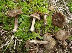 I. assimilata (9)