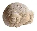Fossil