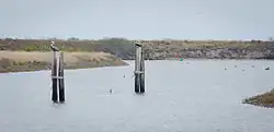 Pelicans perch on pilings standing near a desolate grassy shoreline