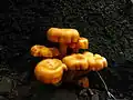 Specimens
