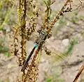Anax parthenope