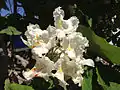 Flowers in Winnemucca, Nevada