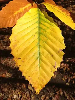 Autumn foliage