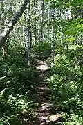 Along the Ben Eoin Trail