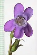 Flowers of Penstemon confusus
