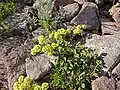 E. umbellatum var. dichrocephalum
