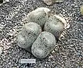 Plants growing in clumps