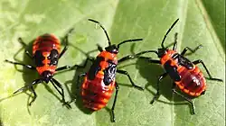 Nymphs