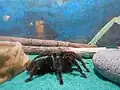 Display of the Tarantula
