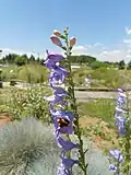 Flowers of Penstemon comarrhenus