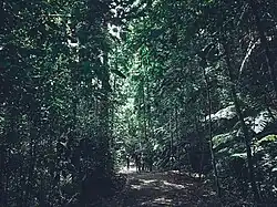 Sinharaja