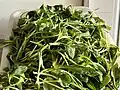 Raw Kalimeris indica