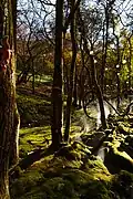 Moss Garden