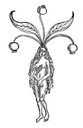 Chapter 258. Mandragora – alrun Fraw