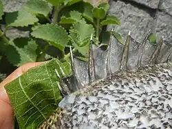 Dorsal Spines