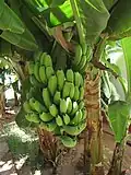 Musa acuminata and habitat