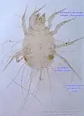 Glycyphagus domesticus male venter