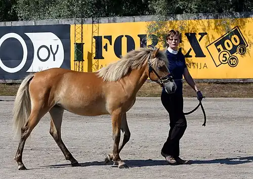 a horse being walked by a human