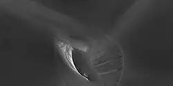 Close view of white spot among the dark dunes showing ripples and streaks