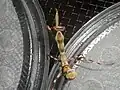 Female Pnigomantis medioconstricta L4 nymph