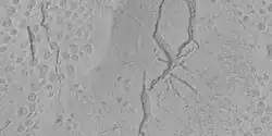 Pits and troughs, as seen by HiRISE under HiWish program Pits may have formed from water/ice leaving the ground.