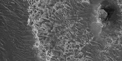 Layered features, as seen by HiRISE under HiWish program Light-toned materials often form on Mars with the aid of water. Gray material in image is probably dark, basalt sand.