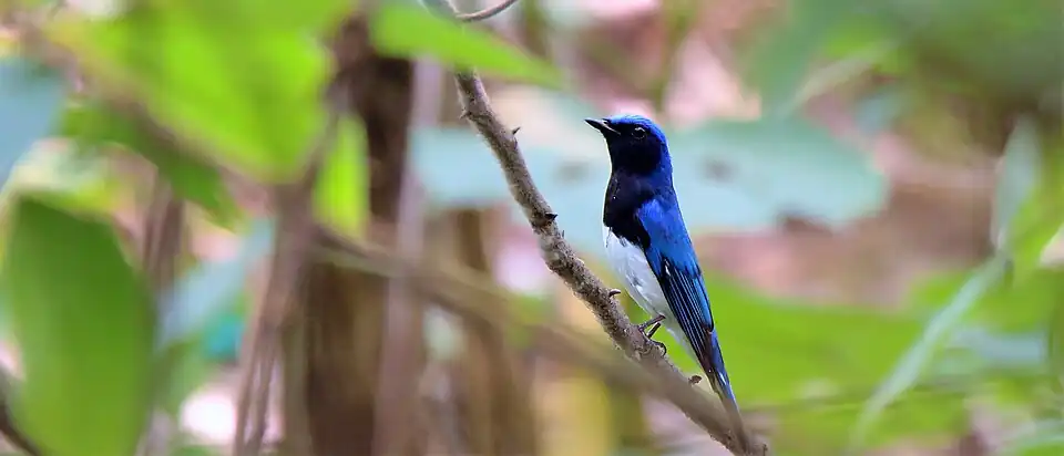 Adult male