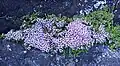 Blooming specimen in lava crevice