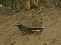 In Thar Desert, India.