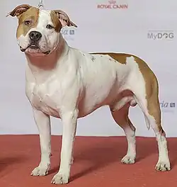 (2) Ch Rowdytowns Hardrock Cafe - AmStaff.jpg