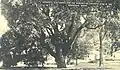 The Lafayette Elm