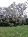 Douglas Crescent Gardens elm, Edinburgh