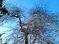 Tangled branch-ends of same