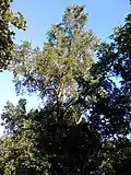 Plot-like field elm near Starbank Park, Edinburgh (2018)