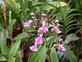 Encyclia cordigera flower