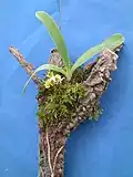 Flowering specimen mounted on a branch with moss