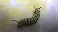Larva (last instar)