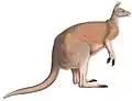 Macropodidæ