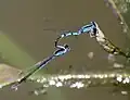 Mating pair