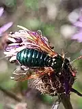 Abia brevicornis, Germany