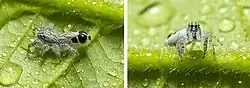 Abracadabrella elegans (Elegant Fly Mimic) from Townsville QLD an Australian Jumping Spider. Female, body length 4&nbsp;mm Composite image showing spider side on and facing