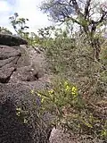 Habitat
