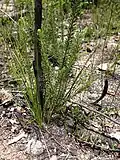 Regrowth and burnt trunk