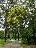 Acacia aulacocarpa flowering, 7th Brigade Park, Chermside, Queensland