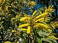 Inflorescences