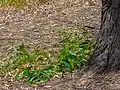 Sprouting from root suckers after a controlled burn-off