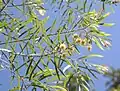 A. fimbriata foliage and flowers