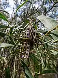 Seed pods