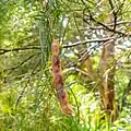 Mature pod.